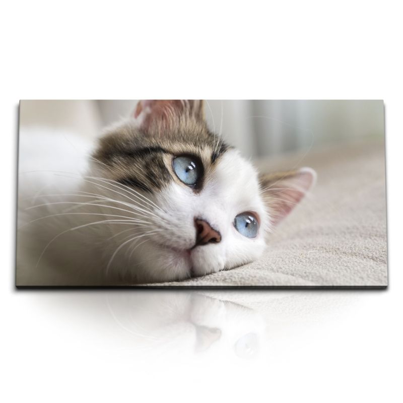 Kunstdruck Bilder 120x60cm Kleine Katze Kater Hauskatze blaue Katzenaugen