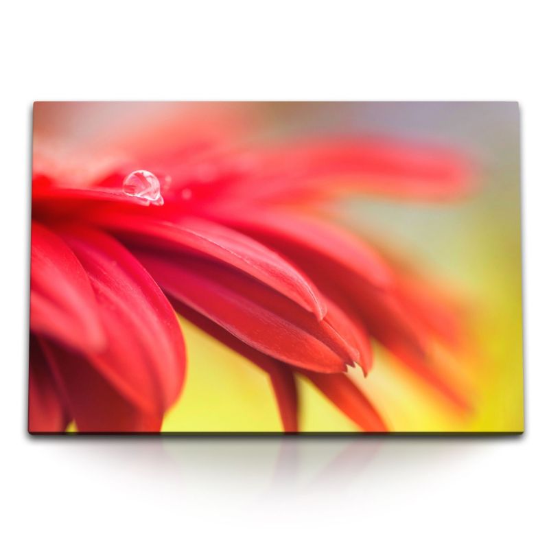 120x80cm Wandbild auf Leinwand Rote Blume Blüte Wassertropfen Makrofotografie