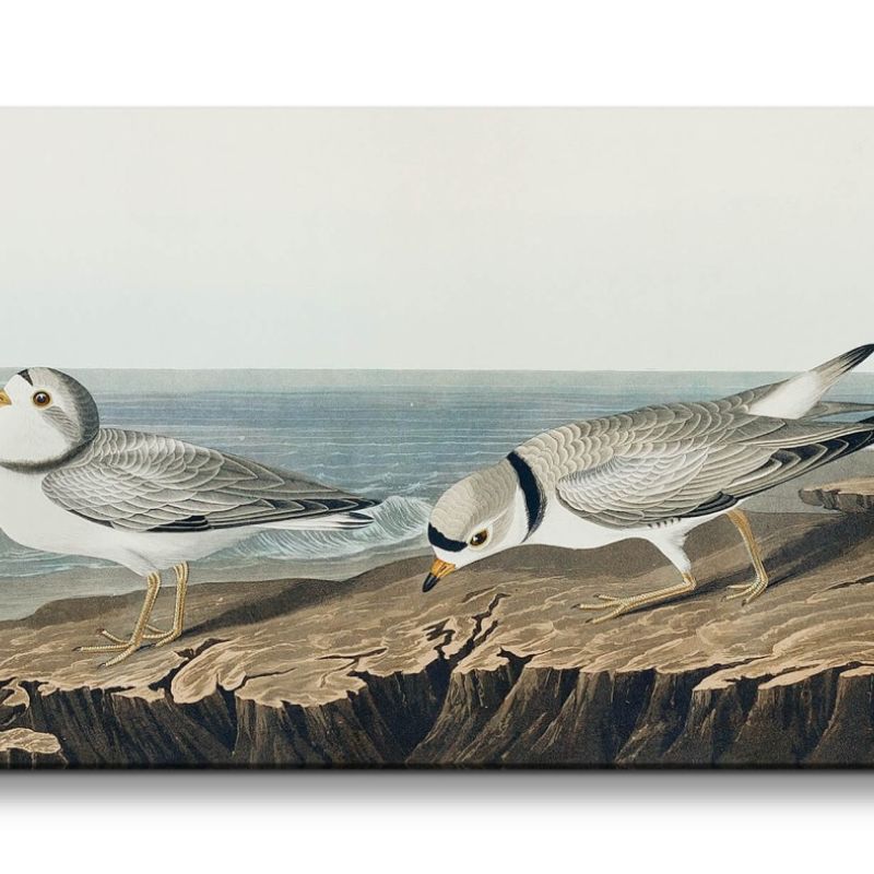 Remaster 120x60cm Vintage Illustration Vögel am Strand Natur Meer Kunstvoll