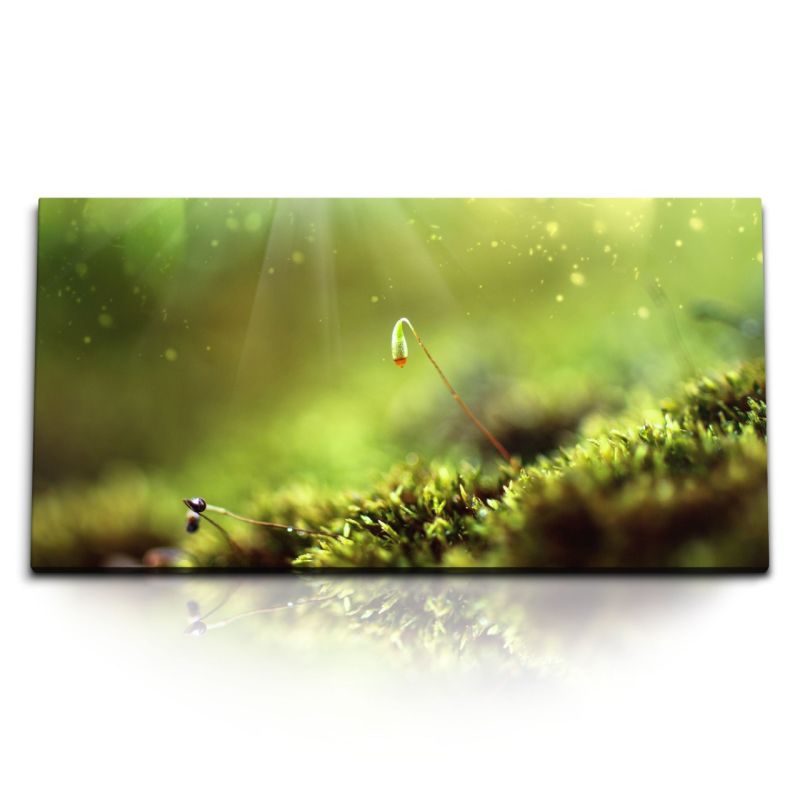 Kunstdruck Bilder 120x60cm Waldboden Grün Natur junge Pflanze spiel