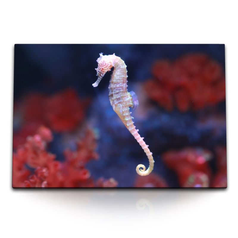 120x80cm Wandbild auf Leinwand Unterwasserfotografie Seepferdchen Meer Korallen