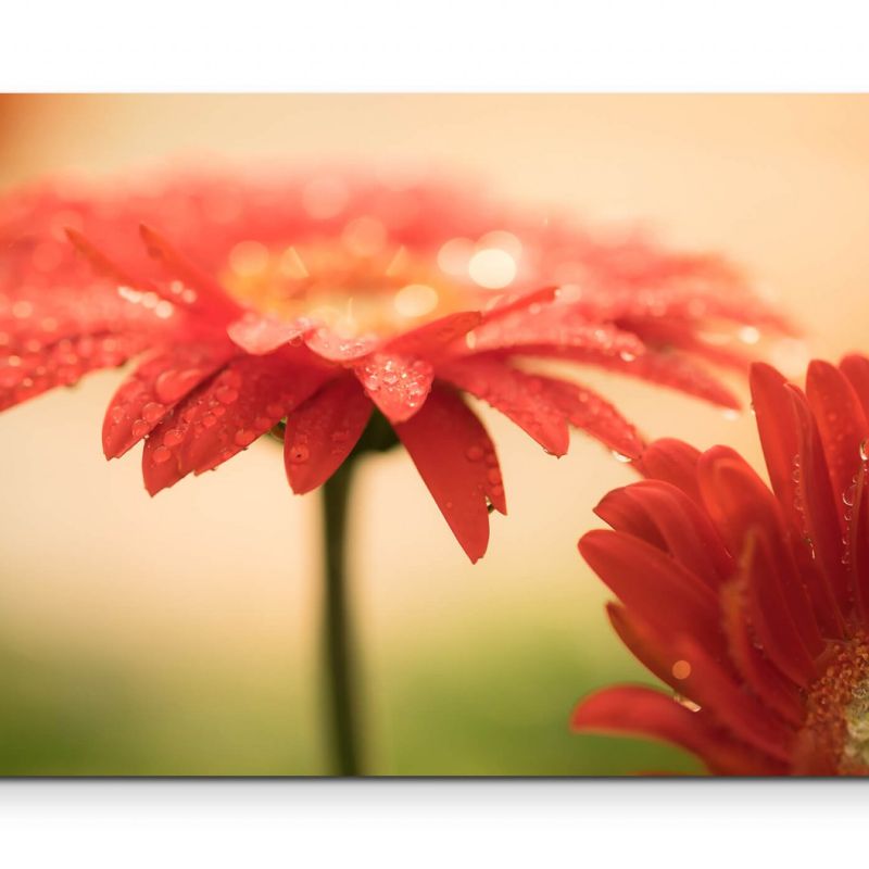 Vintage Gerbera  Rote Blumen mit Tau – Leinwandbild