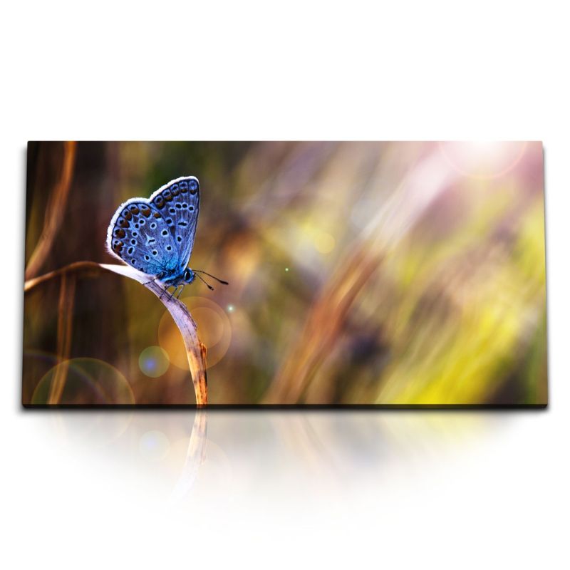 Kunstdruck Bilder 120x60cm Blauer Schmetterling Fotokunst Nahaufnahme Sonnenstrahl