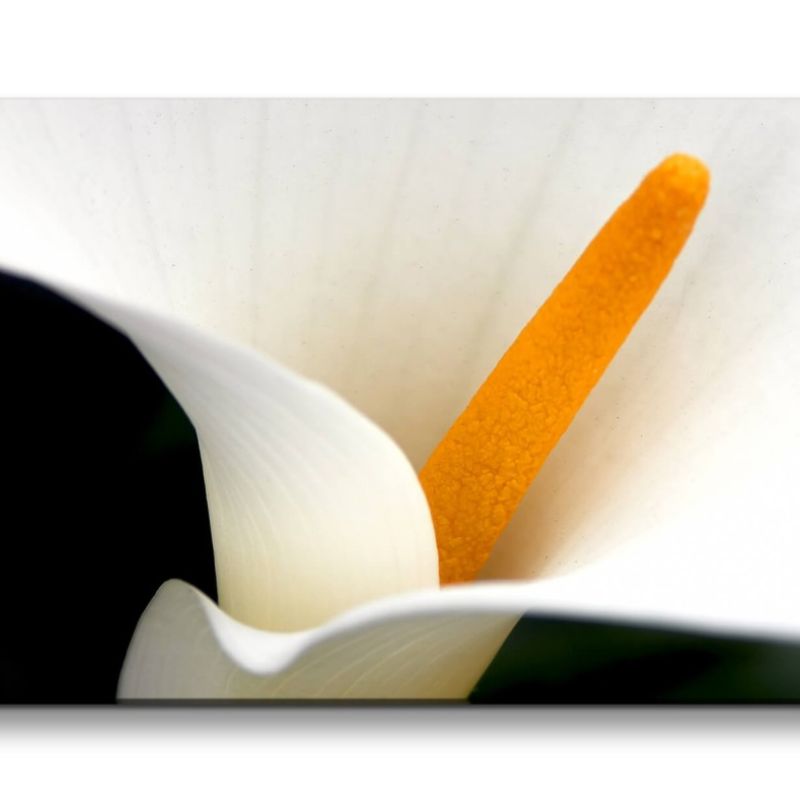 Leinwandbild 120x60cm Calla Blume weiße Blüte Makrofotografie Schön Dekorativ Kunstvoll