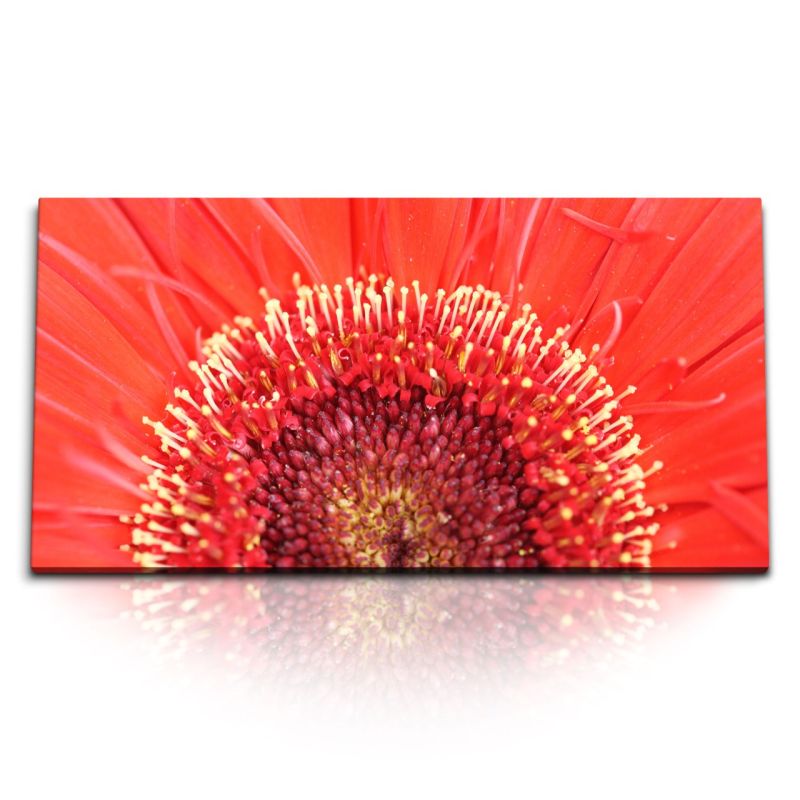 Kunstdruck Bilder 120x60cm Rote Blume Blüte Nahaufnahme Makrofotografie Rot