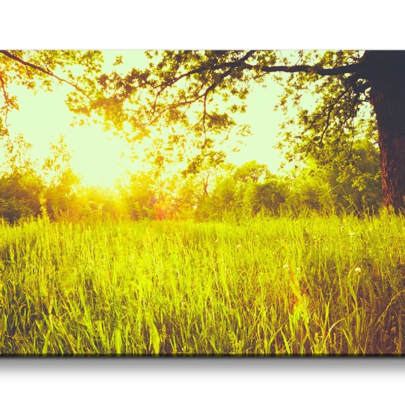 Leinwandbild 120x60cm Natur Baum Feld Sommer Sonnenstrahlen Schön Beruhigend