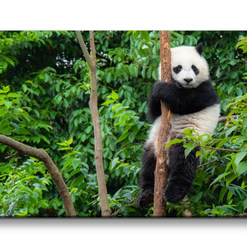 Leinwandbild 120x60cm Kleiner Panda Pandabär Wald Grün Süß Flauschig