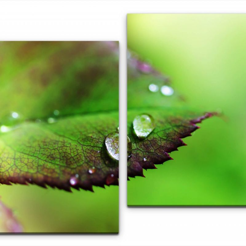 Blatt mit Wassertropfen Wandbild in verschiedenen Größen