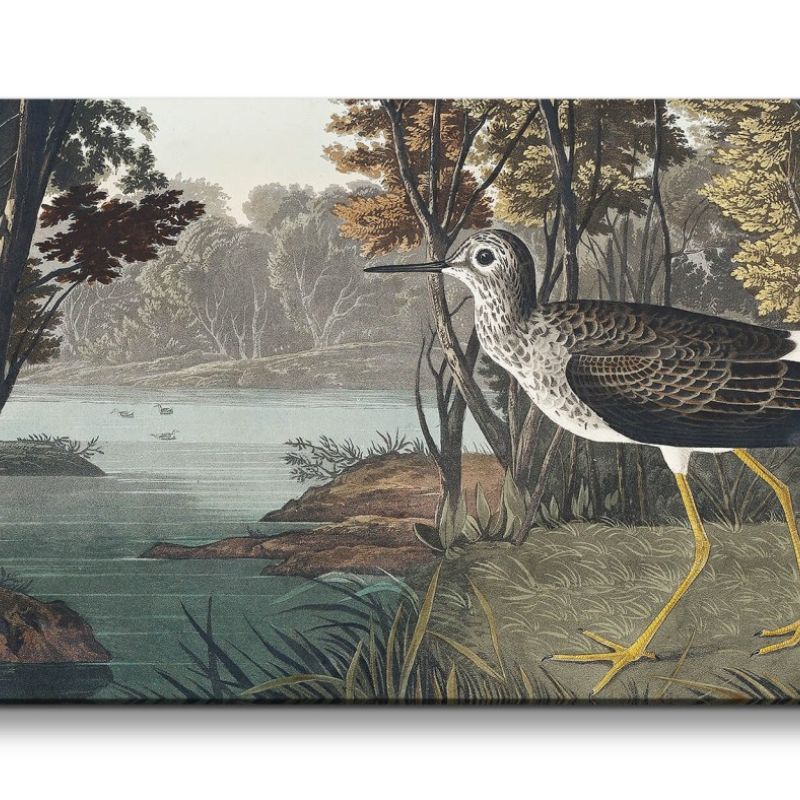 Remaster 120x60cm Kunstvolle Vintage Illustration von Vögel Exotisch Schön Natur Dekorativ