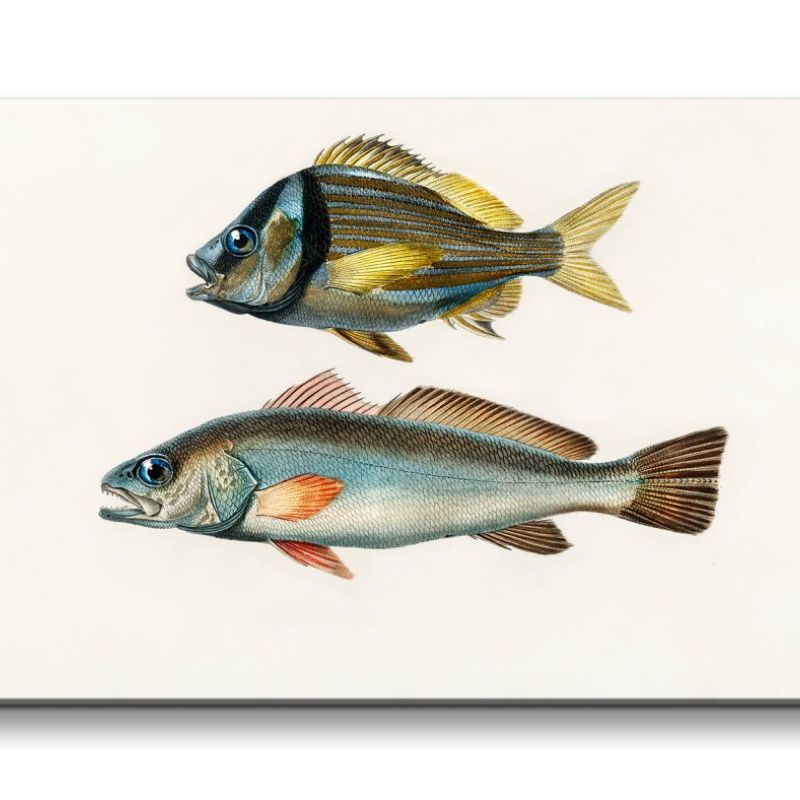 Remaster 120x60cm Fische Vintage Illustration Dekorativ Kunstvoll Minimal