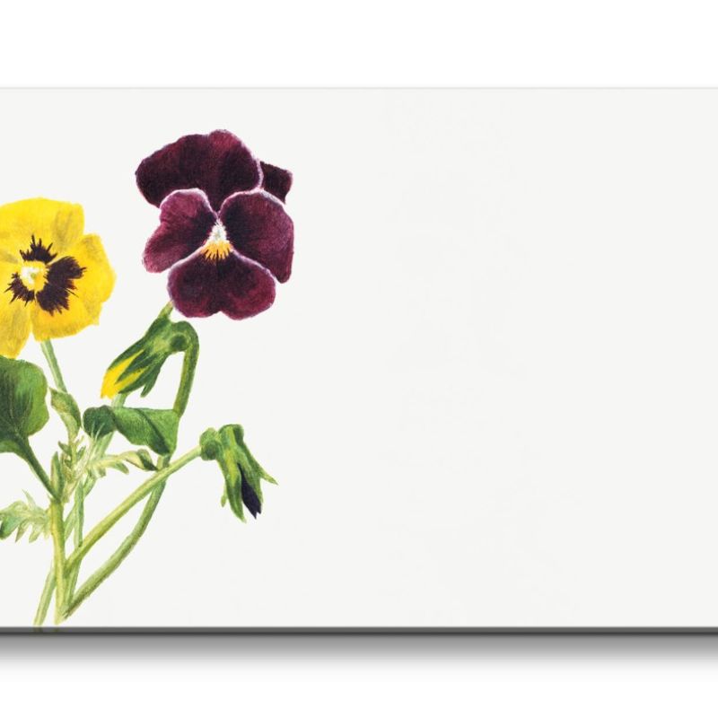 Remaster 120x60cm Botanische Illustration Blume Blüte Stiefmütterchen Frühling