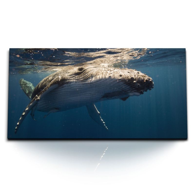 Kunstdruck Bilder 120x60cm Buckelwal Wal unter Wasser Ozean Tierfotografie