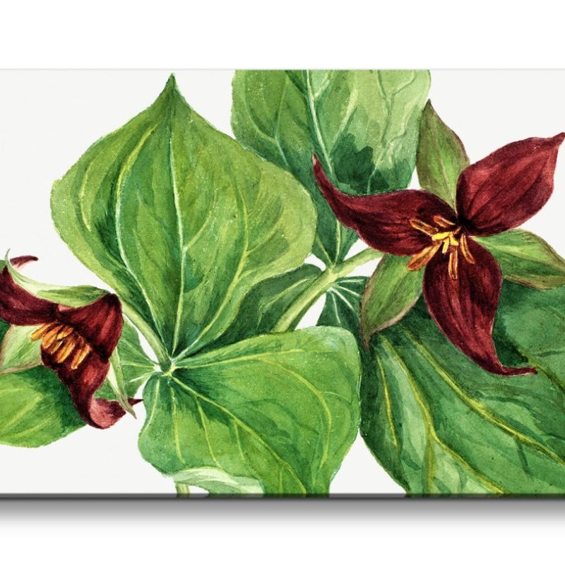 Remaster 120x60cm Botanische Vintage Illustration Red Trillium Dekorativ Kunstvoll