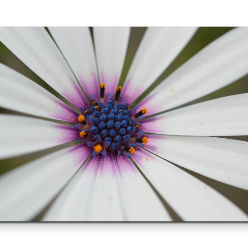 weiße Blüte, Nahaufnahme – Leinwandbild