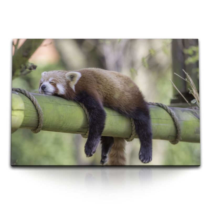 120x80cm Wandbild auf Leinwand Roter Panda auf Baumstamm Tierfotografie Siesta