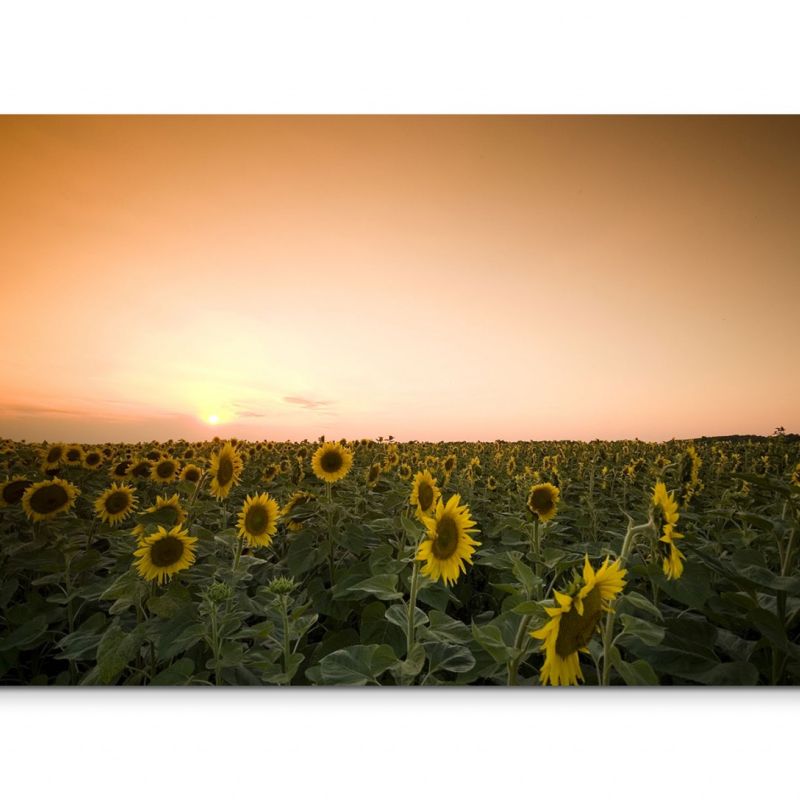 120x80cm Wandbild Sonnenblumen Feld Sommer