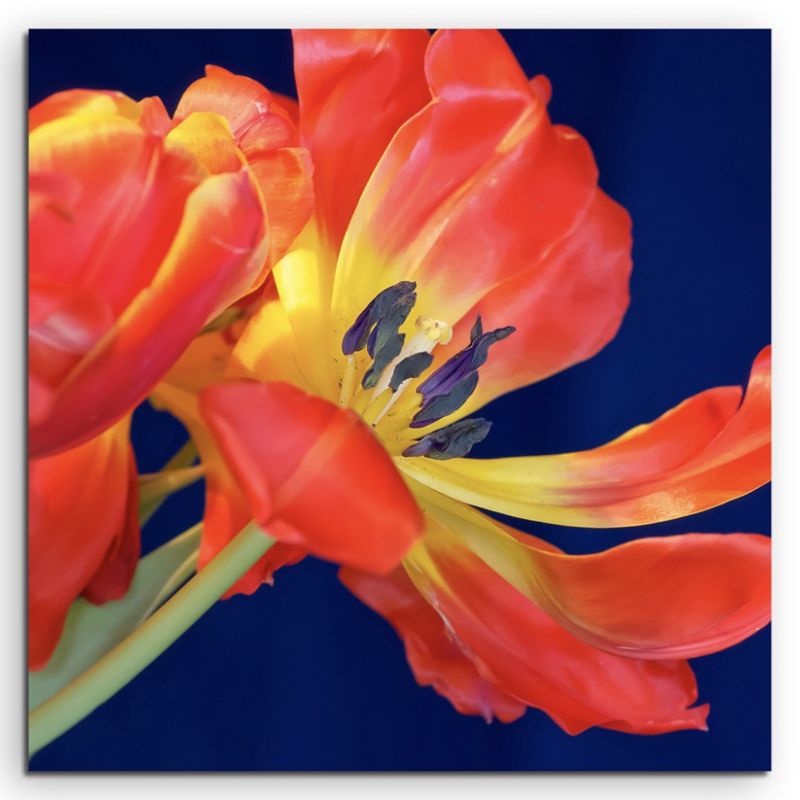 Naturfotografie –  Rote Tulpe mit blauem Hintergrund auf Leinwand