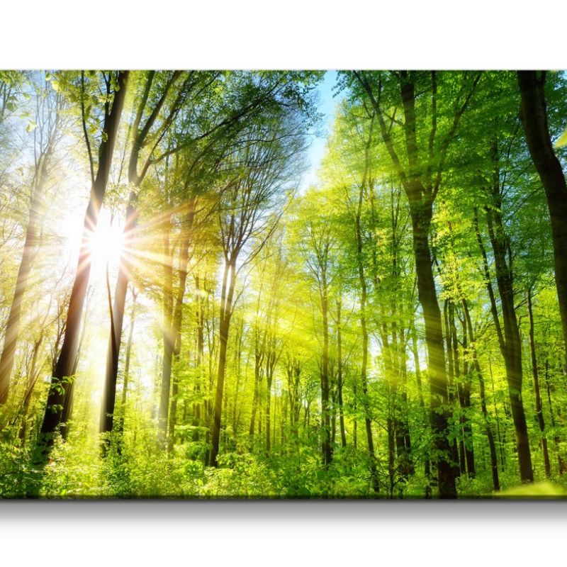 Leinwandbild 120x60cm Wald Natur Sonnenstrahlen Friedlich Bäume Baumkronen Grün