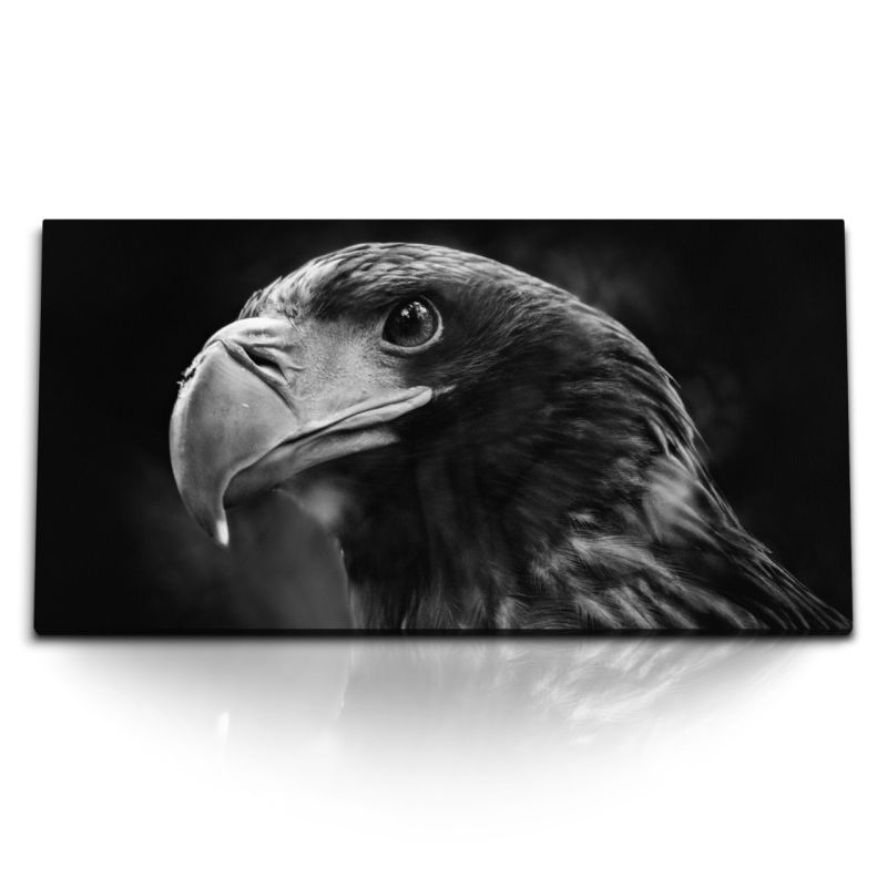 Kunstdruck Bilder 120x60cm Riesenseeadler Adler Raubvogel Schwarz Weiß