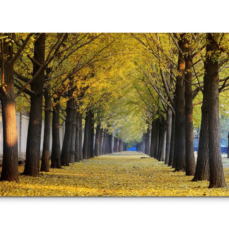 120x80cm Wandbild Ginkgobäume Allee Herbst