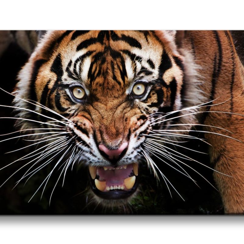 Leinwandbild 120x60cm Wilder Tiger Raubkatze Reißzähne Dschungel Wildnis