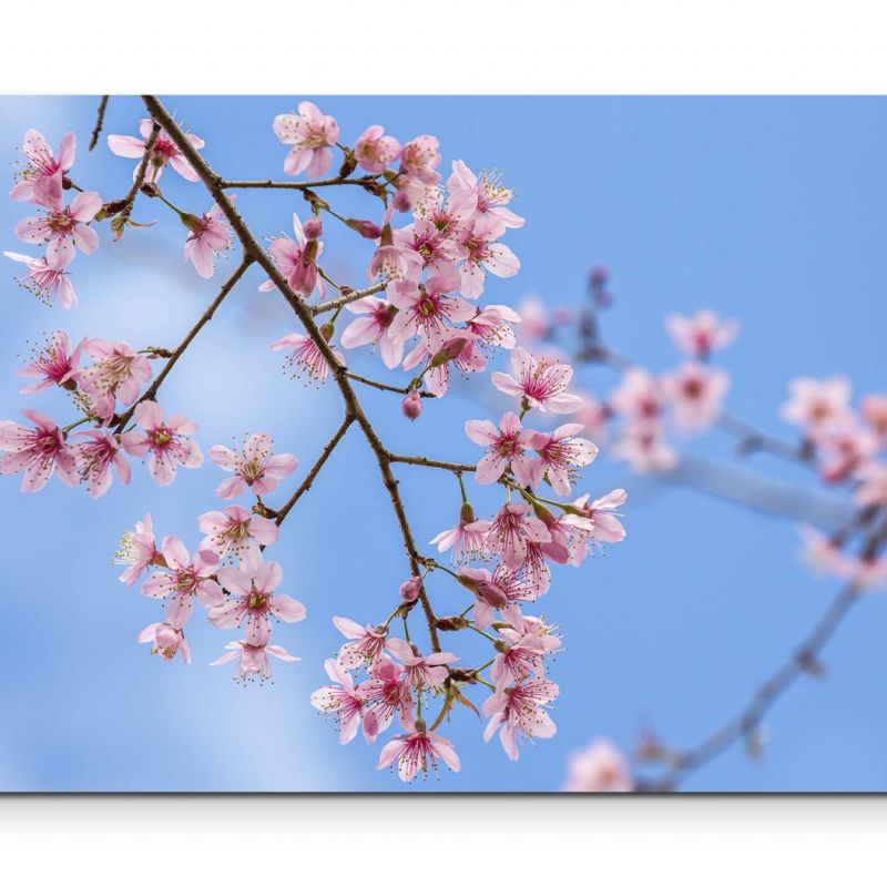 Pinke Frühlingsblüten – Leinwandbild