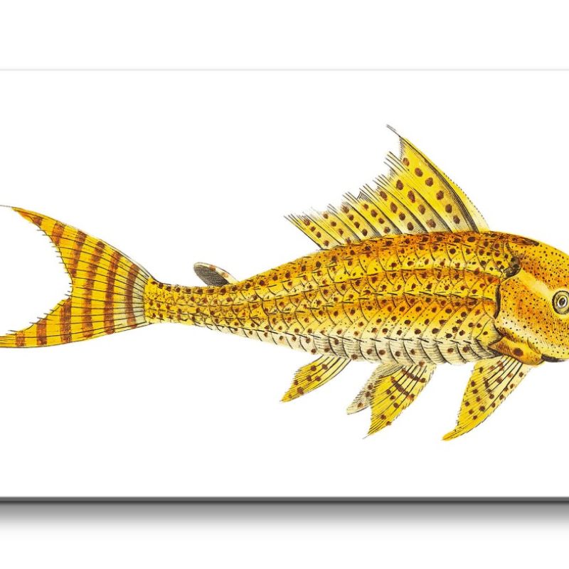 Remaster 120x60cm Kunstvolle Fisch Illustration Vintage Dekorativ Gelb