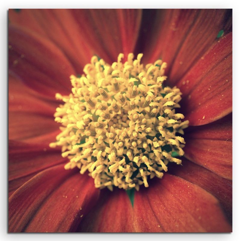 Naturfotografie –  Rote blumen mit gelbem Pollen auf Leinwand