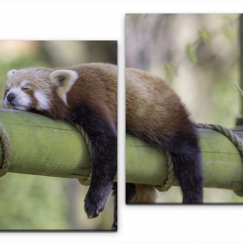 schlafender roter Panda Wandbild in verschiedenen Größen