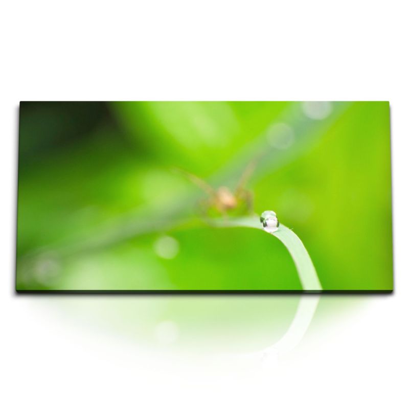 Kunstdruck Bilder 120x60cm Grüne Natur Pflanze Makrofotografie Wasserperlen