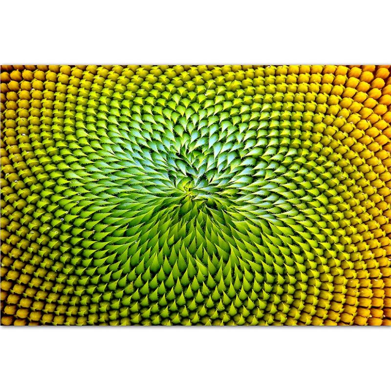 120x80cm Sonnenblume Nahaufnahme Natur gelb