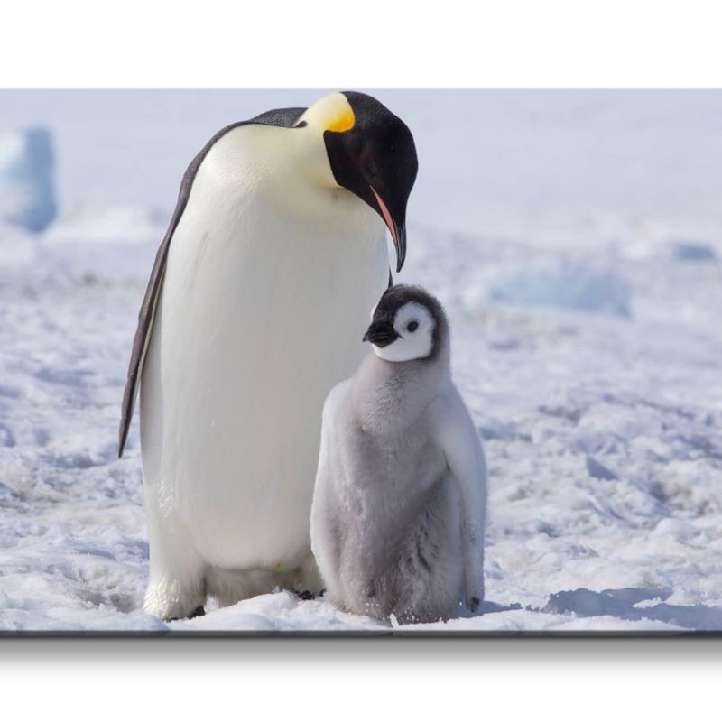 Leinwandbild 120x60cm Pinguin Mama mit Baby Süß Flauschig Lieblich Schnee