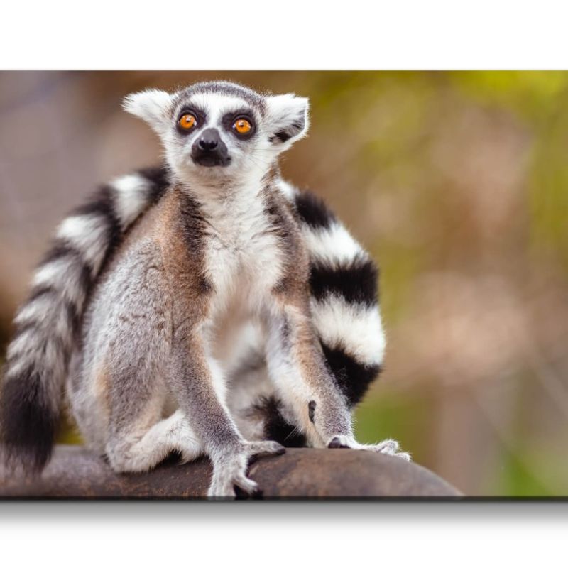 Leinwandbild 120x60cm Lemur Primat Tierfotografie kleiner Affe Äffchen Madagaskar