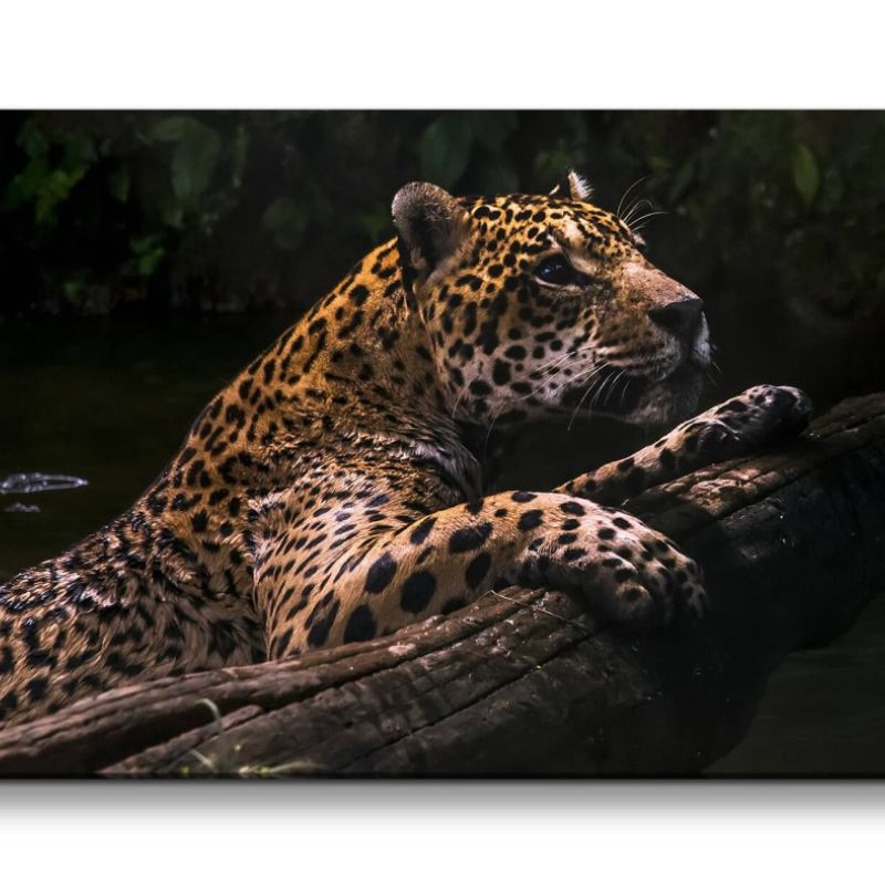 Leinwandbild 120x60cm Jaguar Raubkatze schönes Tier Katze Wild Dschungel