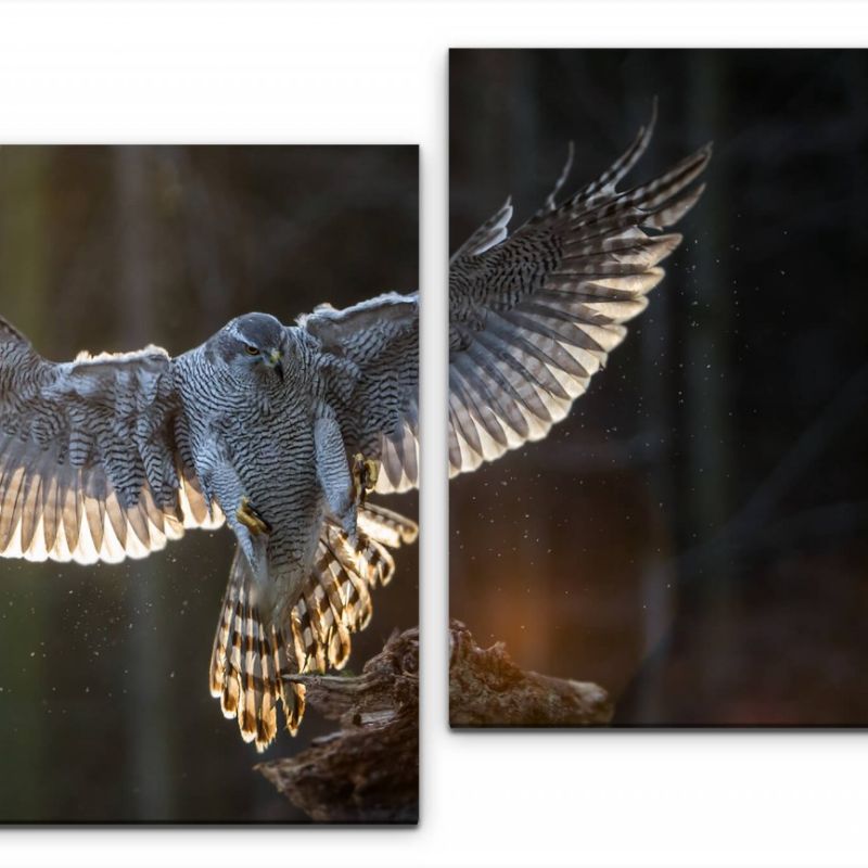 fliegender Adler Wandbild in verschiedenen Größen