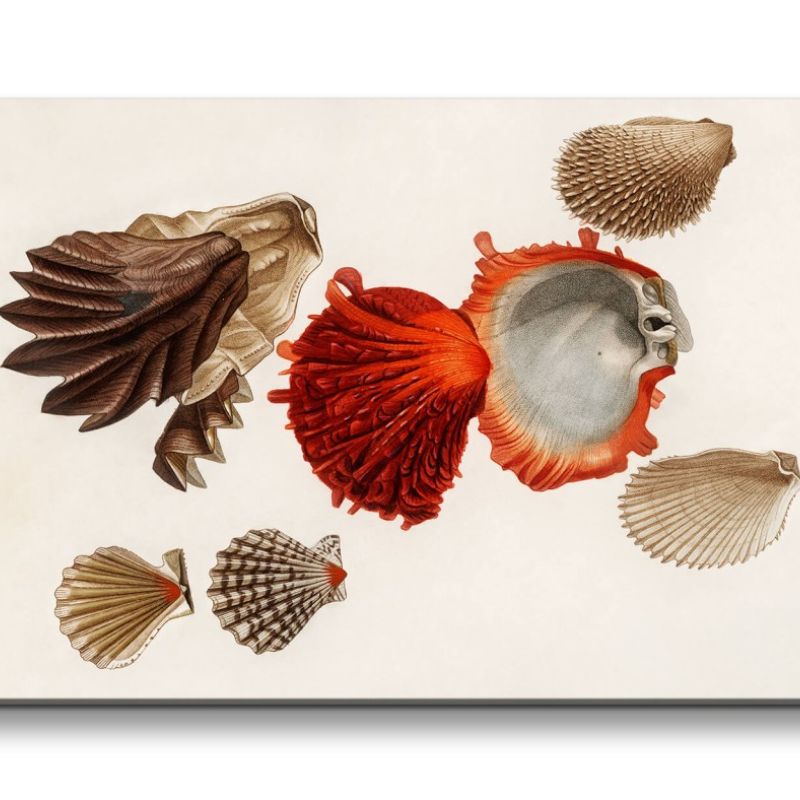 Remaster 120x60cm Seemuscheln Muscheln Meer alte Illustration Vintage Dekorativ