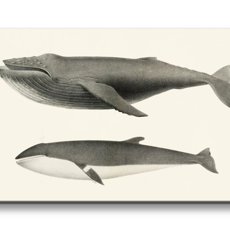 Remaster 120x60cm Wale Orca alte Illustration Kunstvoll Dekorativ Ozean Buckelwal