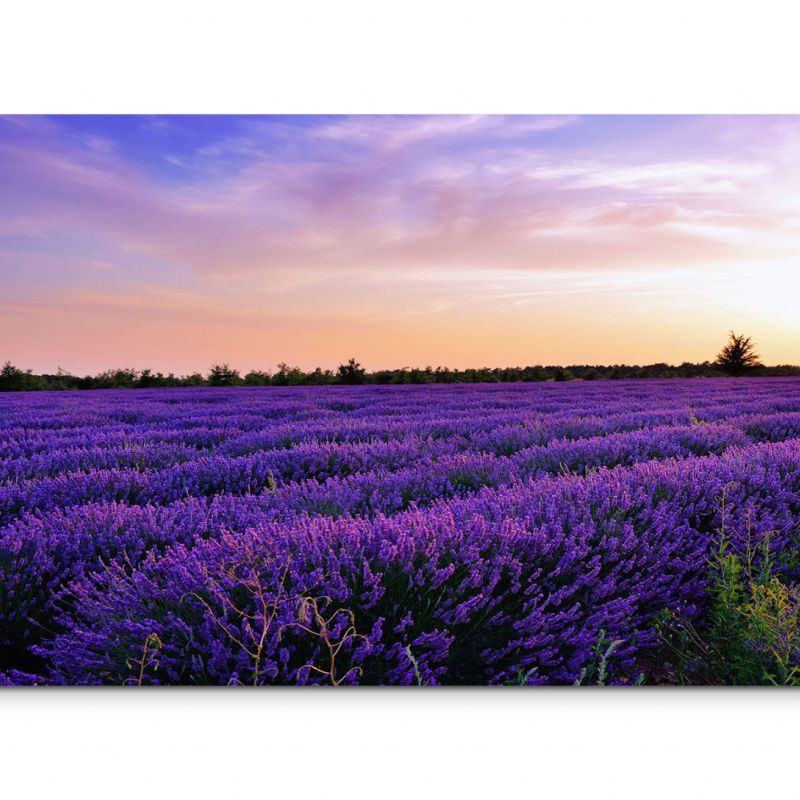 120x80cm Wandbild Provence Lavendelfeld Sommer Abendlicht