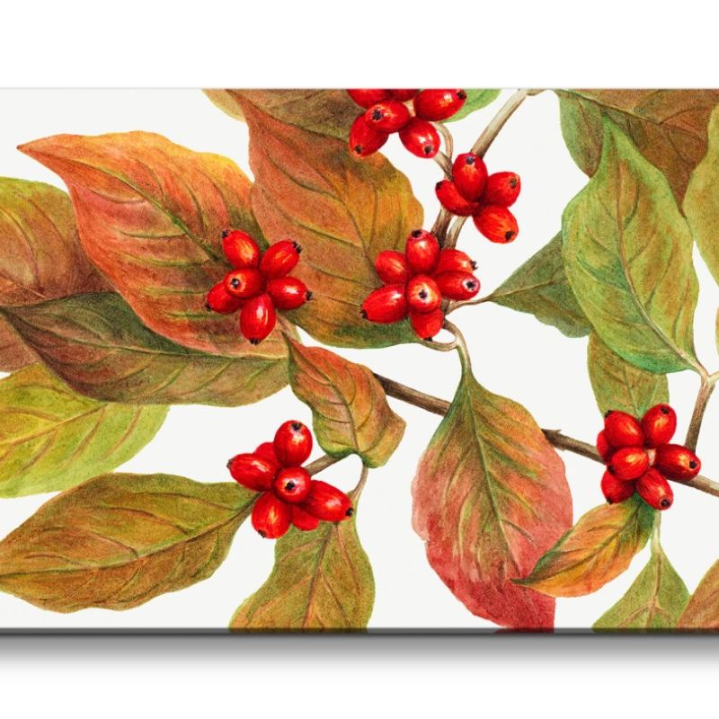 Remaster 120x60cm Botanische Vintage Illustration Hartriegel Kunstvoll Dekorativ rote Knospen