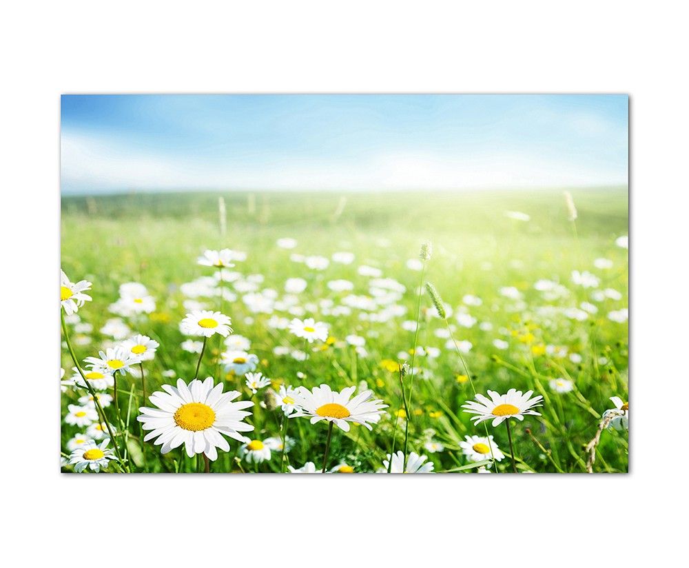 120x80cm Gänseblümchen Wiese Frühling Himmel