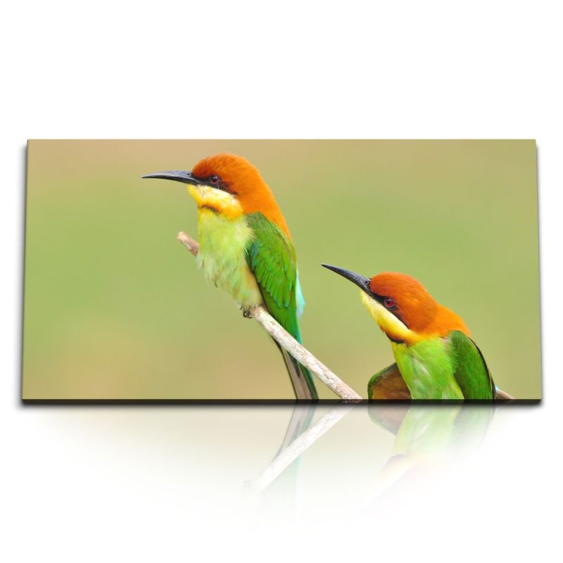 Kunstdruck Bilder 120x60cm Kastanien Köpfiger kleine Vögel Tierfotografie Exotisch