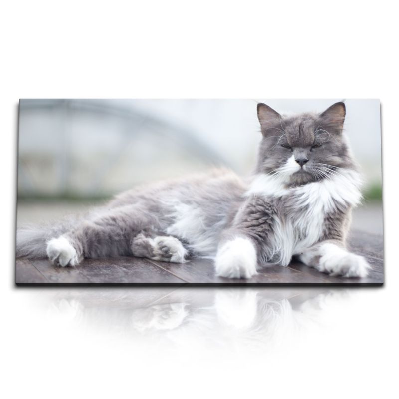 Kunstdruck Bilder 120x60cm Katze Kater Hauskatze Grau Tierfotografie