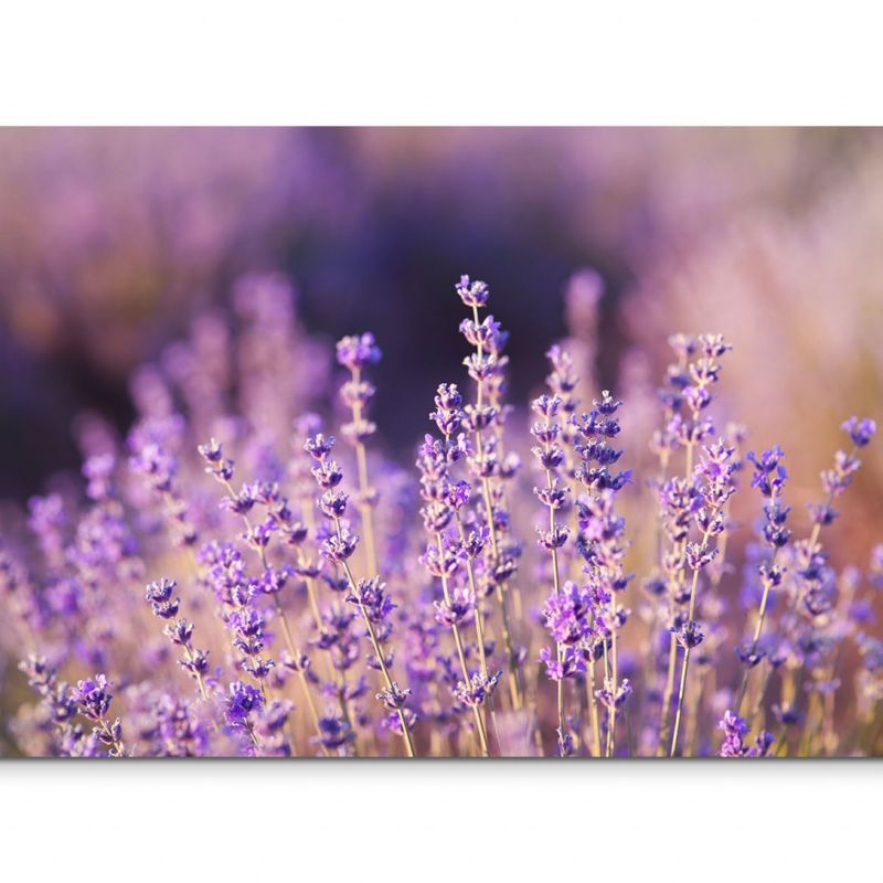 120x80cm Wandbild Lavendel Wiese Feld Sommer