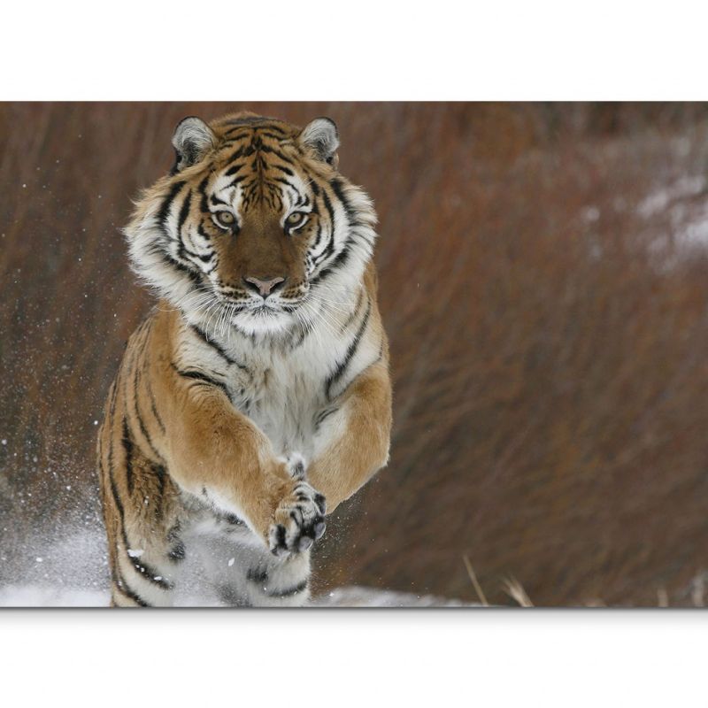 120x80cm Wandbild Sibirischer Tiger Schnee