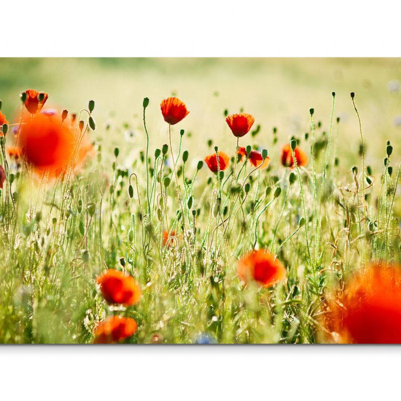 120x80cm Wandbild Wieso Mohnblumen Sommer