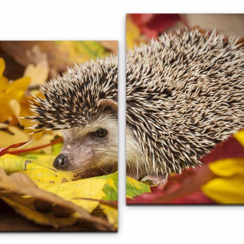 Igel im Blätterhaufen Wandbild in verschiedenen Größen