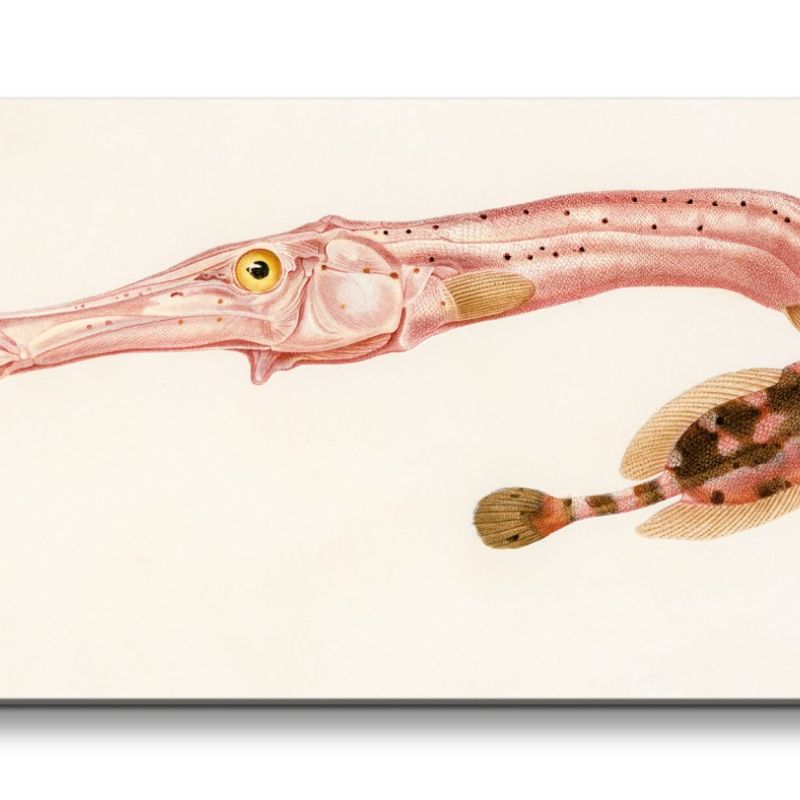 Remaster 120x60cm Alte Illustration Zoologie Pfeifenfisch Fisch Vintage Forschung Dekorativ