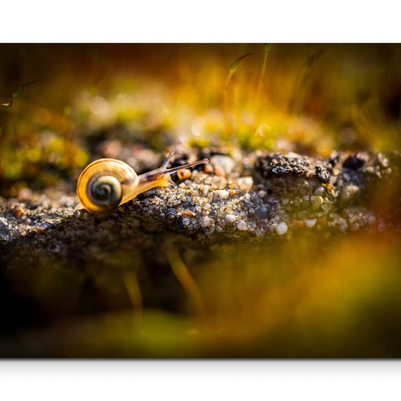 kleine Schnecke auf Moos, Nahaufnahme – Leinwandbild