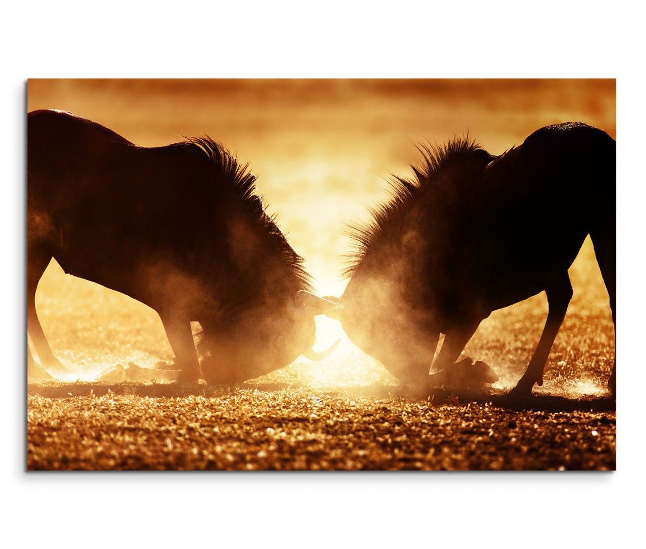 120x80cm Wandbild Gnus Kampf Dunst Sonnenlicht Kalahari Wüste