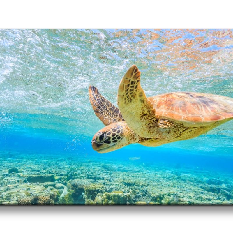 Leinwandbild 120x60cm Seeschildkröte unter Wasser Meer Tauchen Ozean